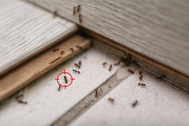 Best Local Pest Control Services  in Bellemont, AZ