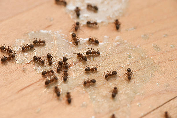 Best Residential Pest Control  in Bellemont, AZ