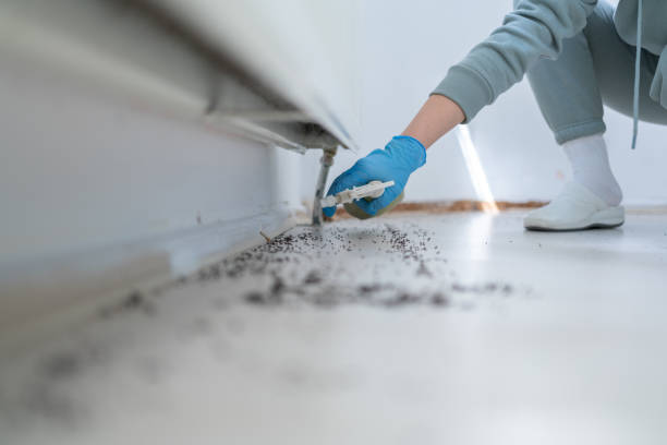 Best Pest Prevention Services  in Bellemont, AZ